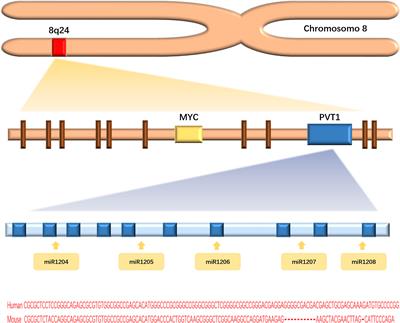 Long non-coding RNA PVT1: A promising chemotherapy and radiotherapy sensitizer